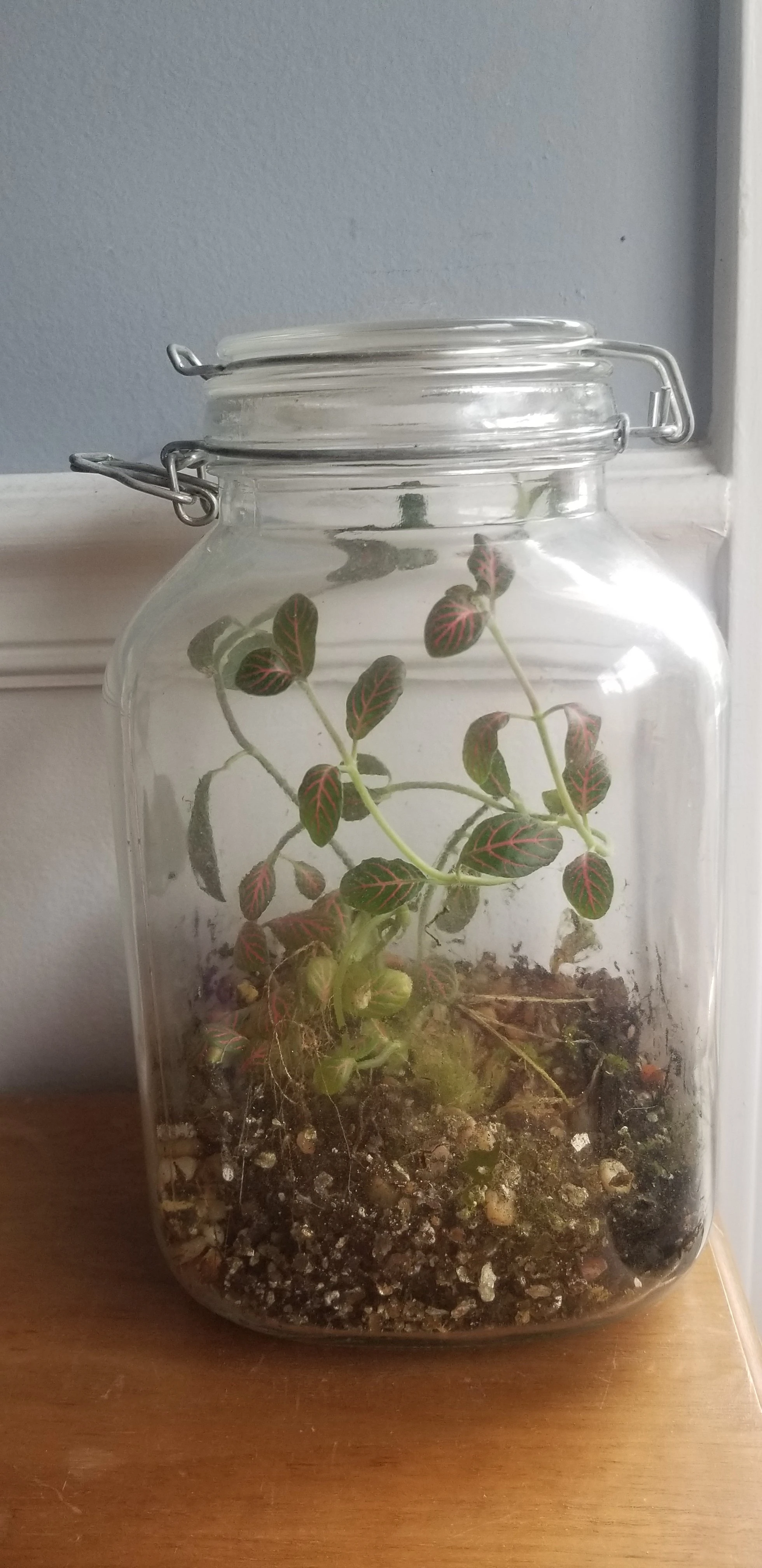 Plants help with depression