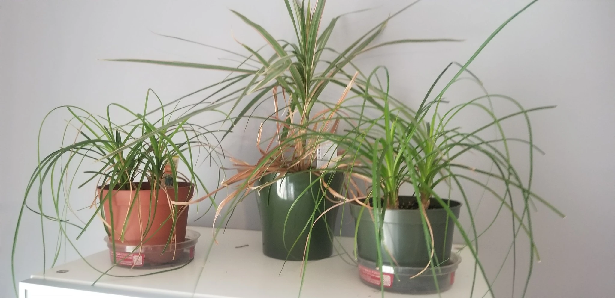 Plants help with anxiety