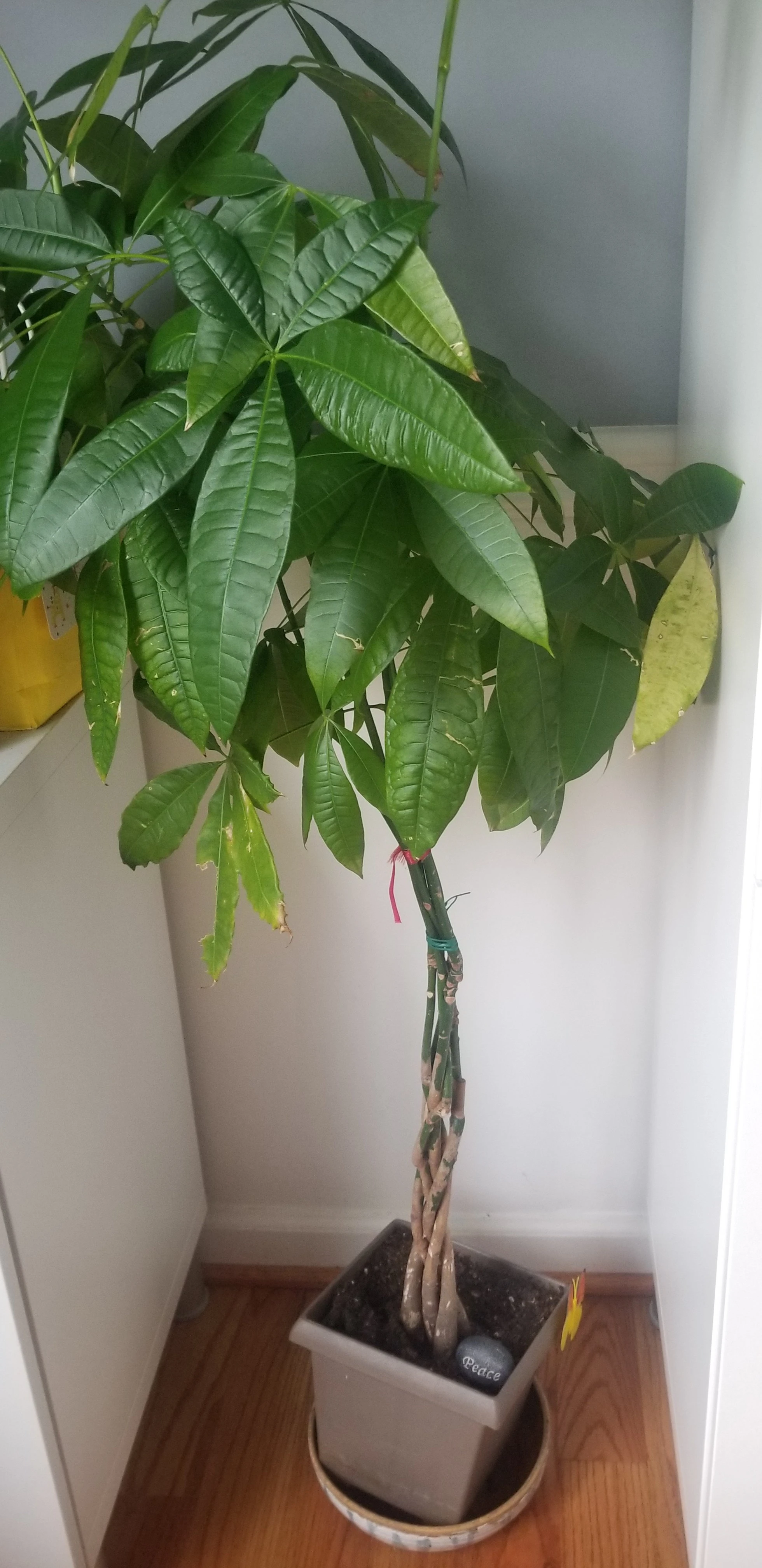 I wsnt my Mental health to be as green as his plant