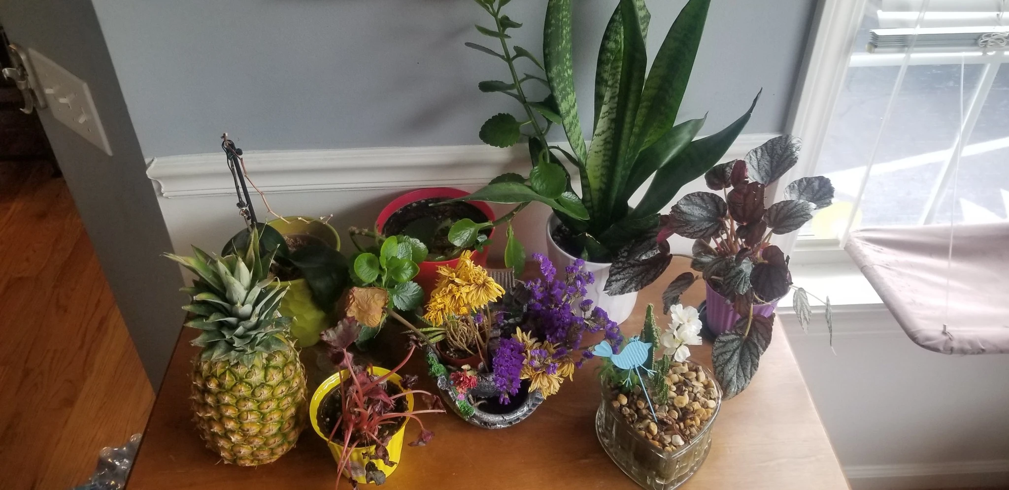 Arrangement of plants and pineapple