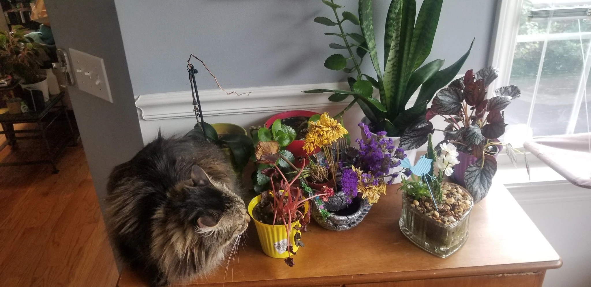 Cat by arrangement of plants