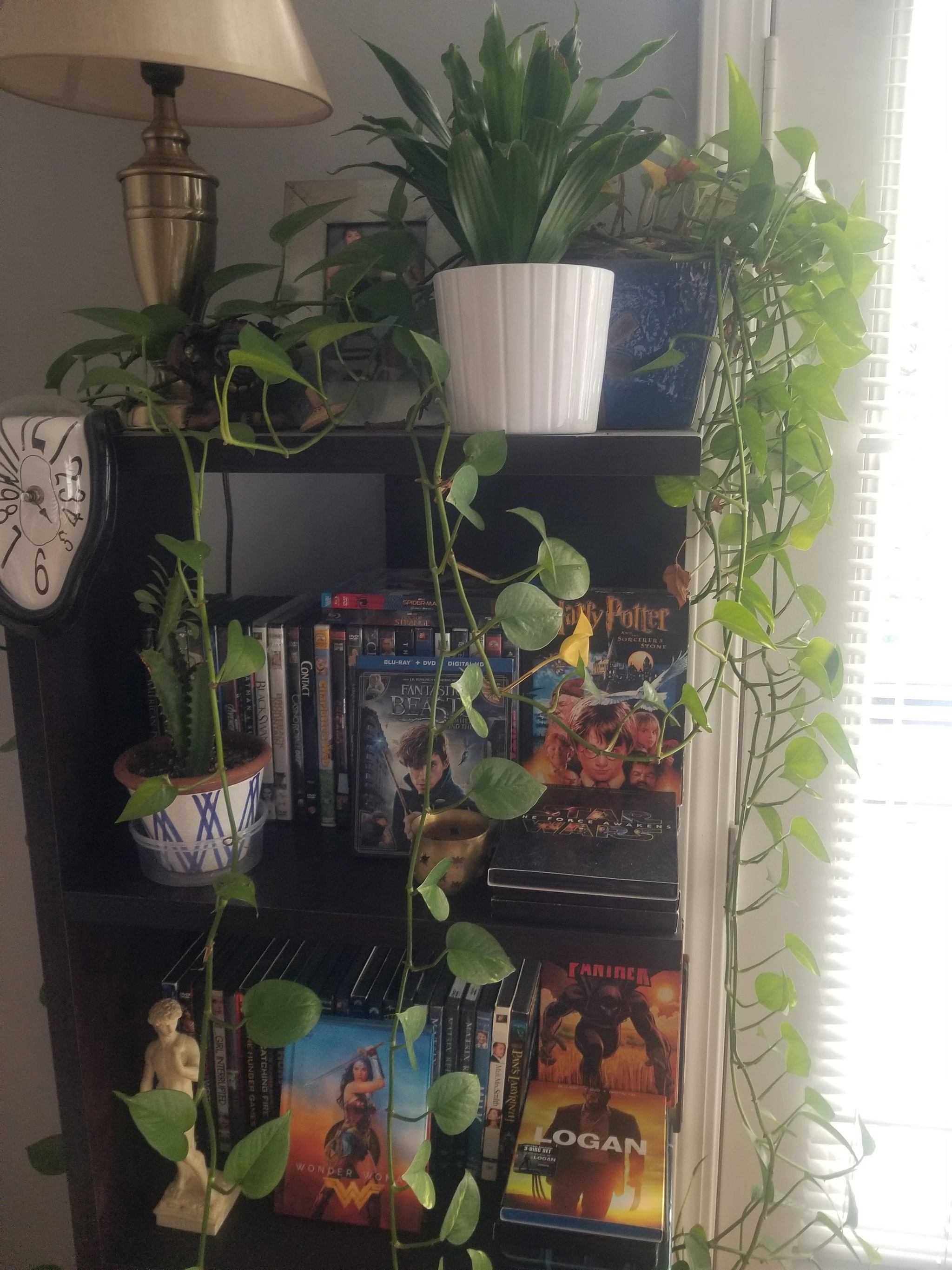 Plant on bookself