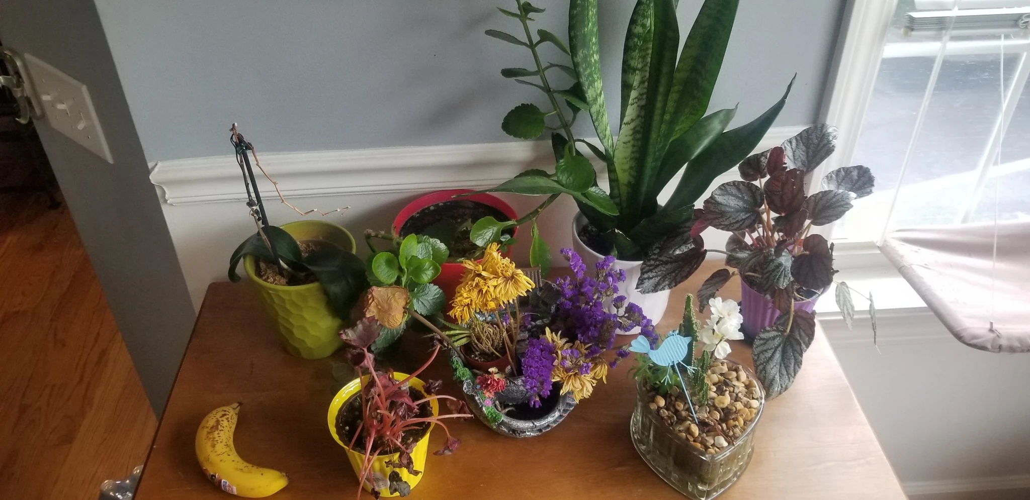 Plants arranged and banana yum